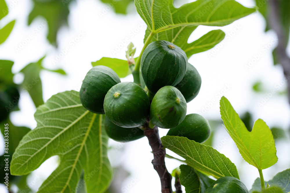 Branch of a fig tree Ficus carica with leaves and fruits in various ...
