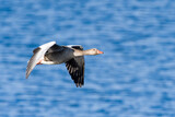 Fototapeta Maki - Fliegende Graugans über einem See
