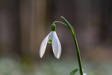 Wall Mural - White snowdrop flowers. Galanthus blossoms illuminated by the sun in the green blurred background, early spring. Galanthus nivalis bulbous, perennial herbaceous plant in Amaryllidaceae family