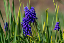 Blue Buds Flowers Muscari Armeniacum Or Grape Hyacinth. Viper Bow