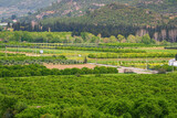 Fototapeta Kuchnia - Aerial view of orchards and fields in Antalya Aspendos region