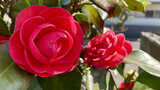 Fototapeta  - Red camellias with traditional Japanese beauty