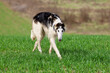 A Russian greyhound, gray-white in color, runs across a field of green grass while stalking prey.