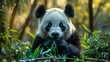 Gentle giant panda munching on bamboo shoots