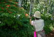 Woman taking photos of red flowers in the forest using a smartphone.
