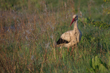 Wall Mural - stork hunting in the grass