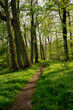 Rhön, forest, green, trail, gangolfsberg, trees, nature