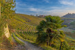 Typical vineyard near Canale, Barolo wine region, province of Cuneo, region of Piedmont, Italy