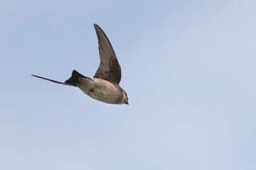 Canvas Print - asian house martin in flight