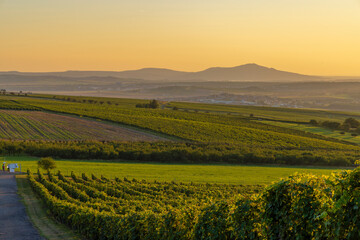 Canvas Print - Vineyards under Palava,  Southern Moravia, Czech Republic