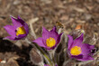 honey bee pollinated blue or violet flowering flower of Pasqueflower