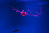Fototapeta Tęcza - underwater photos of jellyfish chrysaora pacifica jellyfish japanese sea nettle