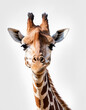 © Dalew - Portrait of a giraffe isolated on a white background.