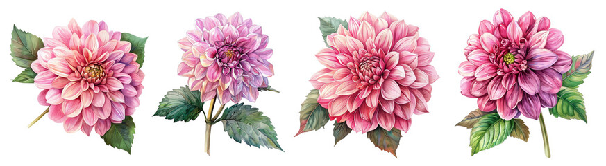 Wall Mural - Watercolor dahlia flowers isolated on transparent background.