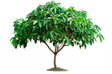 avocado tree isolated on white background with copy space