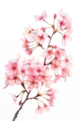 Poster - Close up of a beautiful pink flower on a branch, perfect for nature backgrounds or floral themes