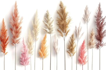 Poster - Various colored plants displayed on a white background. Suitable for botanical and gardening concepts
