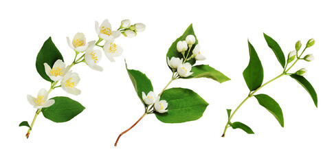 Wall Mural - Set of Jasmine (Philadelphus) buds and leaves isolated on white or transparent background