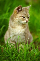 Wall Mural - Grey fluffy cat sitting in summer garden.