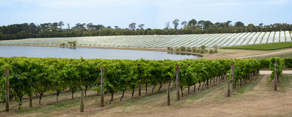 Rows of grape vines, sweet and ripe for harvest, protected with bird netting. Beautiful Australian countryside landscape