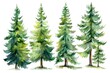 © Fotograf - A realistic watercolor painting of a group of pine trees. Suitable for nature-themed designs
