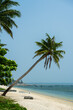 Sea, sandy beach and coconut grove.