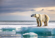 Polar bear on melting ice floe in arctic sea.