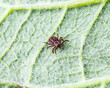 Dermacentor Reticulatus On Green Leaf.Family Ixodidae.Carrier of infectious diseases as encephalitis or Lyme borreliosis. Ticks Are Carriers Of Dangerous Diseases.