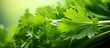 A close up image of fresh celery leaves with ample copy space