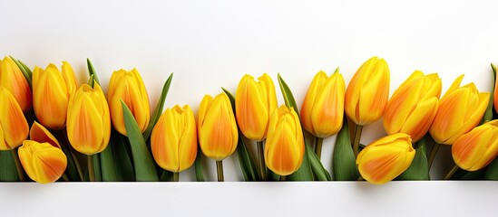 Aufkleber - A copy space image featuring a stunning arrangement of yellow tulips against a white backdrop