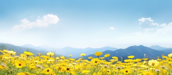 Poster - A close up copy space image of yellow flowers in a field with a beautiful backdrop of mountains and a blue sky