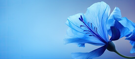 Poster - A close up image of the blue Telang flower also known as the butterfly pea flower with copy space