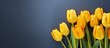 A copy space image of bright yellow tulips