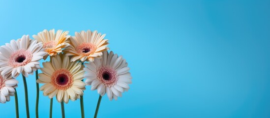 Aufkleber - A beautiful bouquet of Gerbera flowers displayed against a vibrant blue backdrop creating an ideal copy space image for design purposes