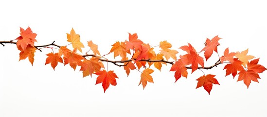 Poster - A autumn maple branch with leaves isolated on a white background providing ample copy space image