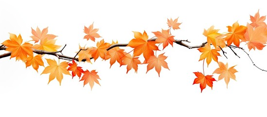Poster - A autumn maple branch with leaves isolated on a white background providing ample copy space image