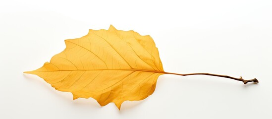 Poster - A copy space image of a weathered yellow leaf against a clean white backdrop