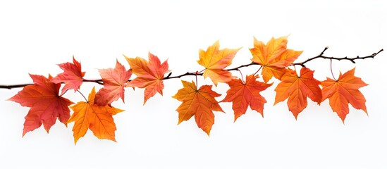 Poster - A autumn maple branch with leaves isolated on a white background providing ample copy space image