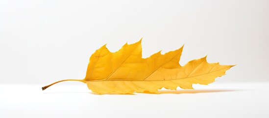 Poster - A copy space image of a weathered yellow leaf against a clean white backdrop