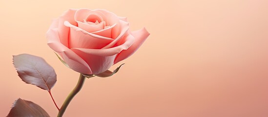 Aufkleber - A delicate pastel pink handcrafted rose captured in close up with a soft background and ample copy space for additional elements in the image