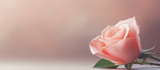 Aufkleber - A delicate pastel pink handcrafted rose captured in close up with a soft background and ample copy space for additional elements in the image