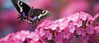 A butterfly Admiral perches on a blooming pink phlox flower creating a picturesque scene with copy space for an image