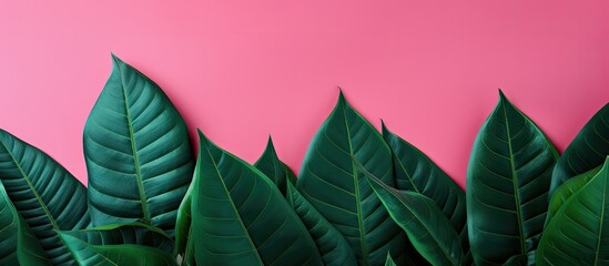 Aufkleber - A copy space image features dark green leaves set against a vibrant pink backdrop perfect for wallpaper