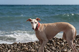 Fototapeta Na drzwi - Portrait of a light-haired Spanish greyhound off leash with a red collar looking at the camera on a pebble beach that allows access to animals