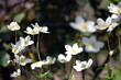 Anemone sylvestris. delicate flowers in the garden, in the flowerbed. floral background. beautiful delicate Anemone sylvestris. white flowers on a natural background. close-up. sunlight. spring season