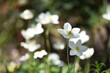 Anemone sylvestris. delicate flowers in the garden, in the flowerbed. floral background. beautiful delicate Anemone sylvestris. white flowers on a natural blurred background. close-up