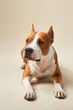 American Staffordshire Terrier dog sits alertly in a studio, its eyes fixed forward. The neutral background complements the distinct white and brown coat