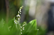 Lily of the valley flower. Convallaria majalis. White flower of bells. close-up macro shot. Natural nature background with blooming beautiful lily of the valley flowers in green leaves. spring day