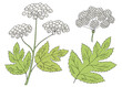 Hogweed graphic color isolated sketch illustration vector