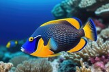 Fototapeta Do akwarium - A colored clown fish swims among the corals
